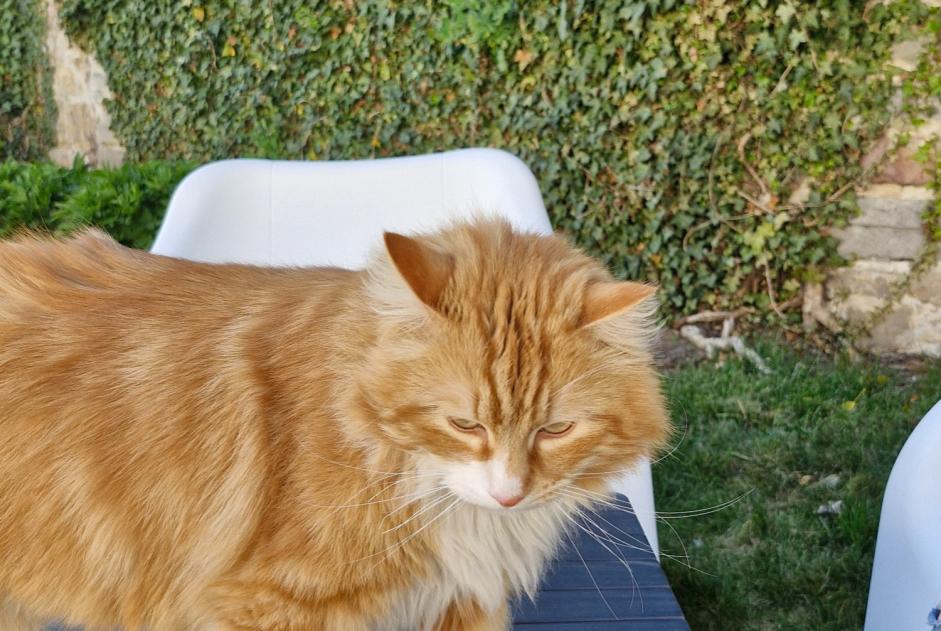 Alerta desaparecimento Gato cruzamento Macho , 4 anos Binche Belgium