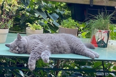 Alerta desaparecimento Gato  Fêmea , 6 anos Namur Belgium