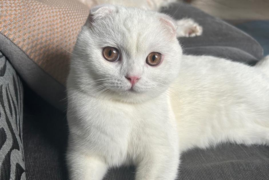 Alerta desaparecimento Gato  Macho , 2 anos Antwerpen Belgium