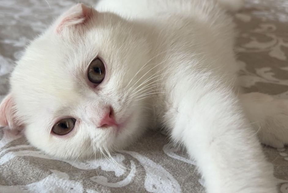 Alerta desaparecimento Gato  Macho , 2 anos Antwerpen Belgium