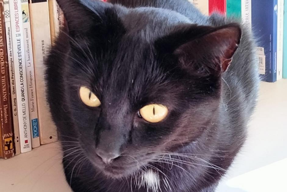 Alerta desaparecimento Gato  Macho , 8 anos Bruxelles Belgium