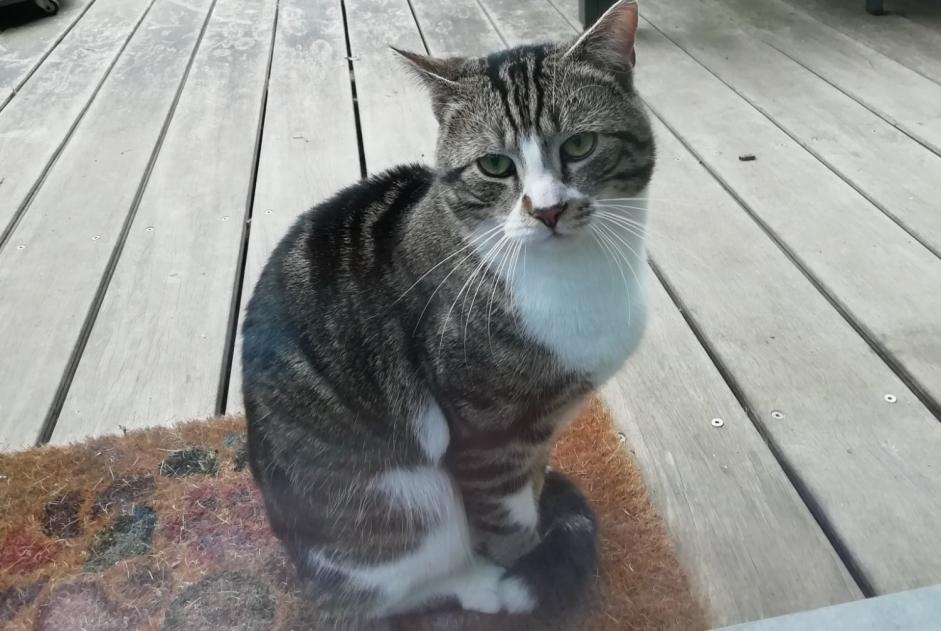 Alerta descoberta Gato Macho Namur Belgium
