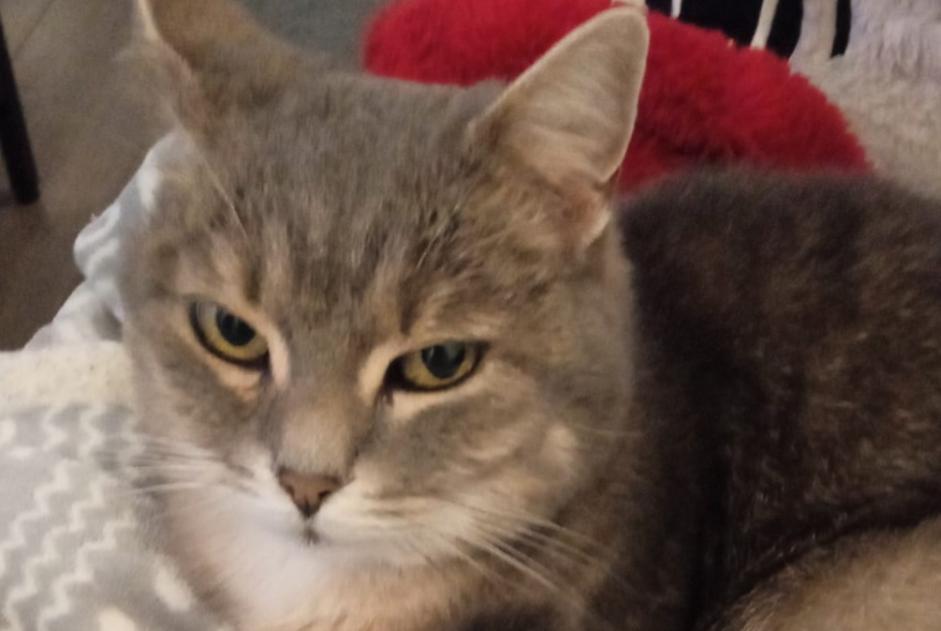 Alerta desaparecimento Gato Fêmea , 12 anos Dinant Belgium