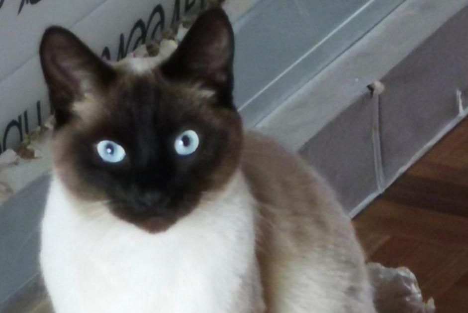 Alerta desaparecimento Gato Macho , 4 anos Uccle Belgium