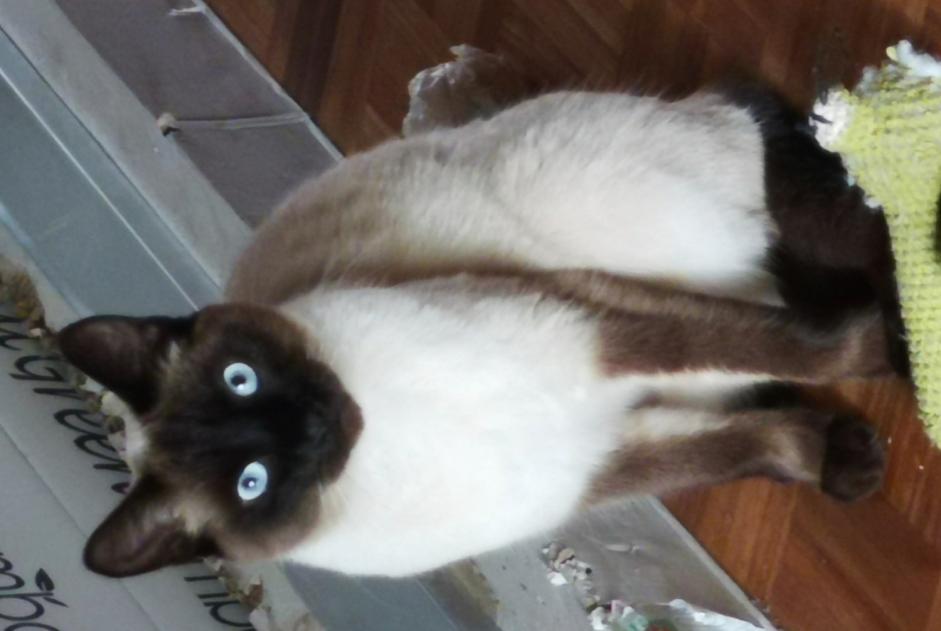 Alerta desaparecimento Gato Macho , 4 anos Uccle Belgium