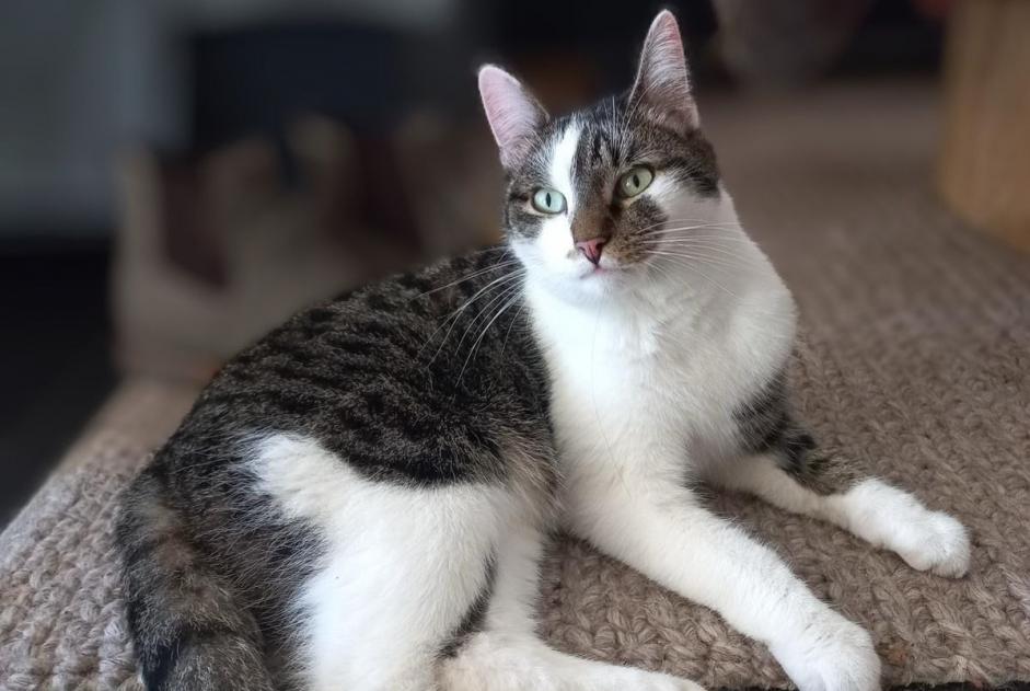 Alerta desaparecimento Gato  Macho , 4 anos Mechelen Belgium