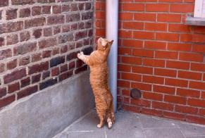 Alerta desaparecimento Gato Macho , 3 anos Mouscron Belgium