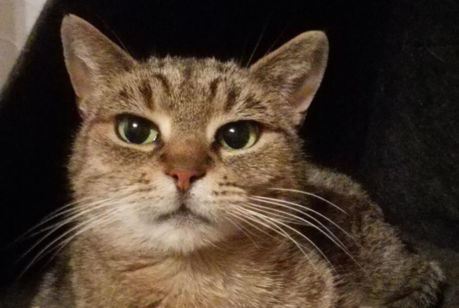 Alerta desaparecimento Gato Fêmea , 11 anos Mons Belgium