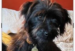 Alerta desaparecimento Cão  Macho , 1 anos Beaumont Belgium