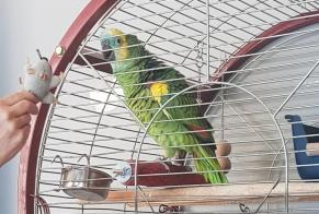 Alerta desaparecimento Outro Perroquet Amazone a front bleu  Fêmea , 2026 anos Liège Belgium